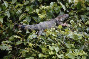 K1600_02Tortuguero36